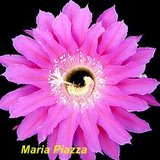 Maria Piazza.4.1.jpg 